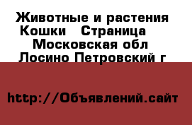 Животные и растения Кошки - Страница 2 . Московская обл.,Лосино-Петровский г.